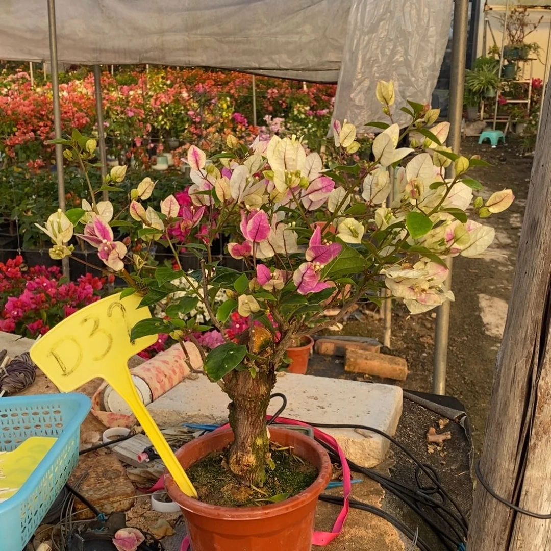 无花朵三角梅红樱D39