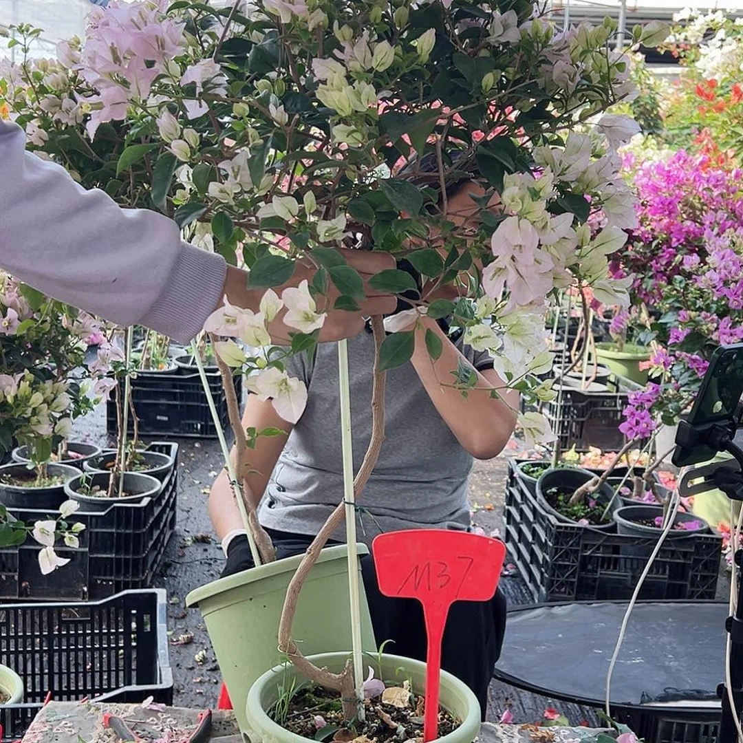 北***平大部分花苞少量开放M37苹果花