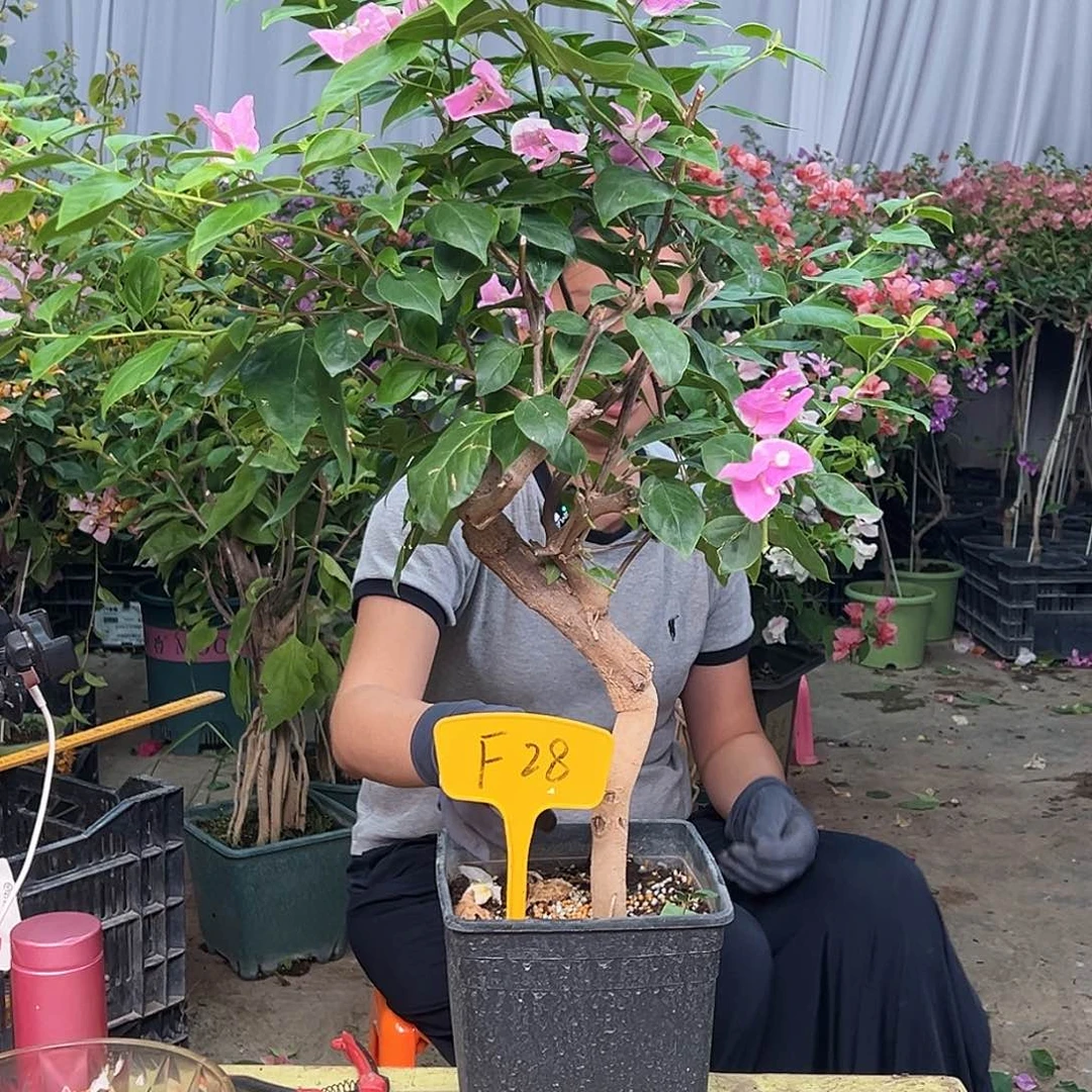 梧***桐当前无花栽培后可以开花F28章