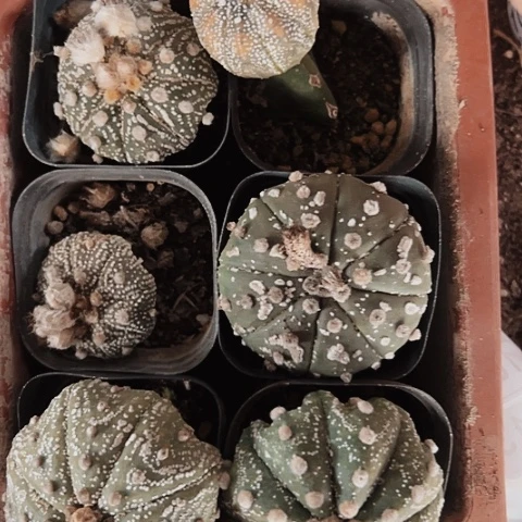 1013处理木心根仙人球