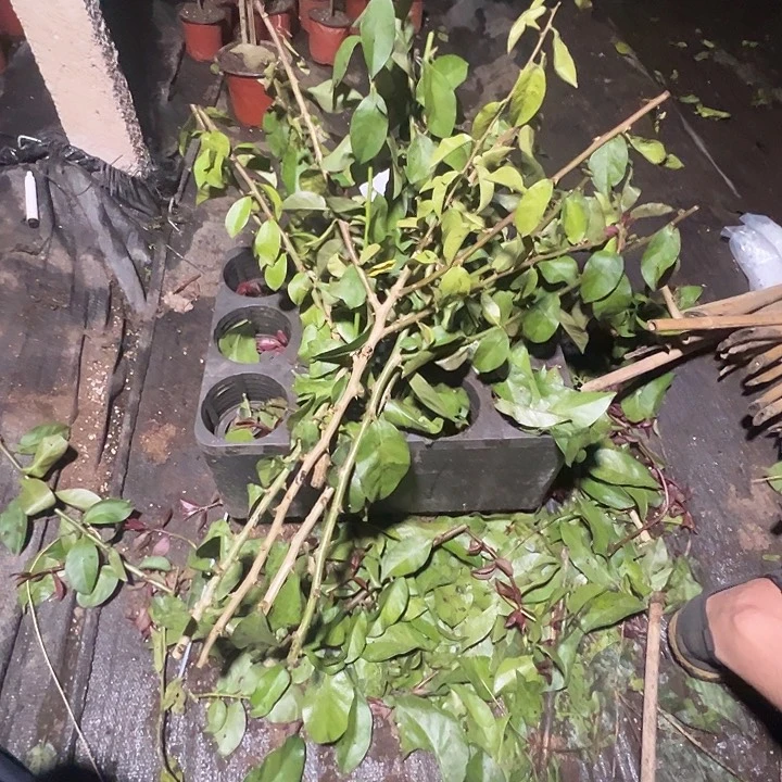 14号五个无根叶仙分枝枝条