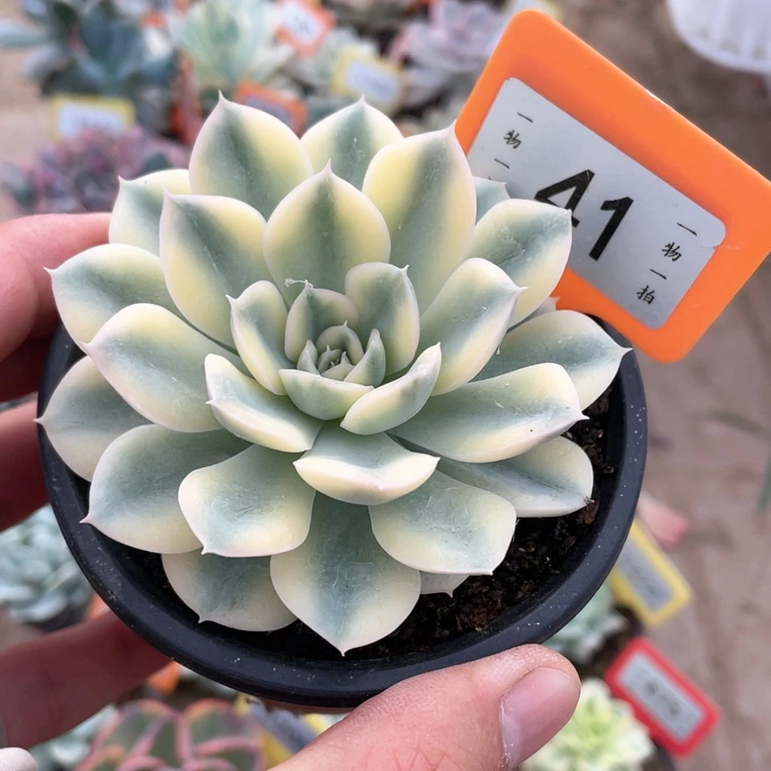 【闪购商品】无花朵41