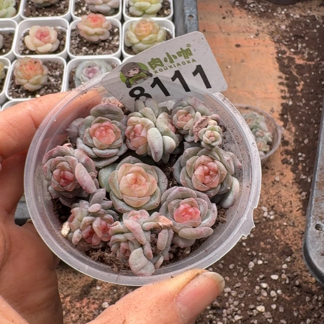 多肉植物多肉植物