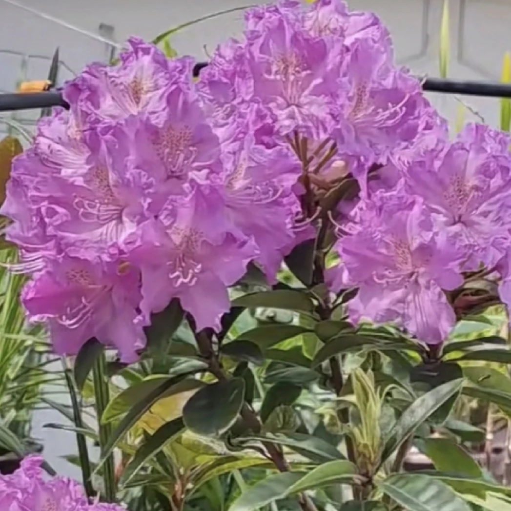 薰衣草王子高山杜鹃花盆栽室内外庭院植物新手易养护爆花强