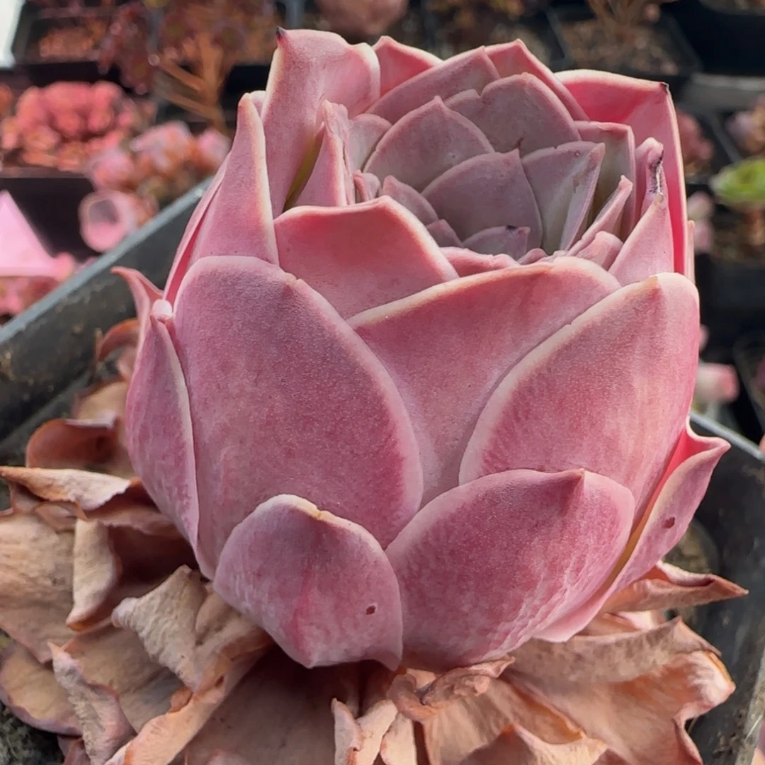 L305半城玫瑰魅影