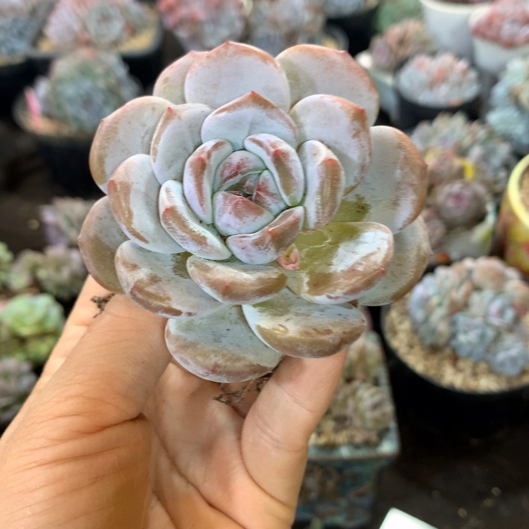 哈哈哈哈哈哈哈哈哈哈