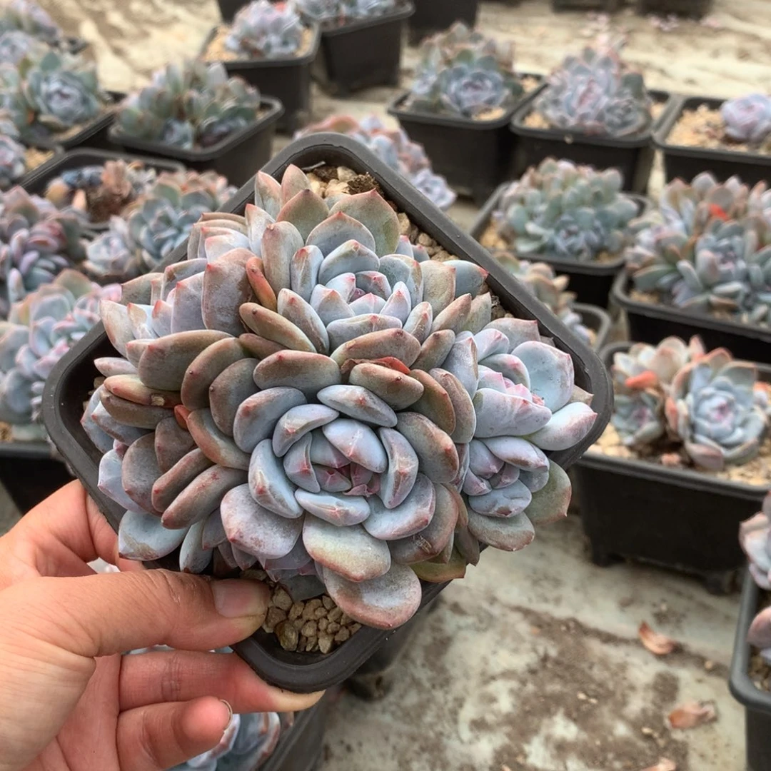 无花朵哈哈哈哈哈哈哈哈哈7