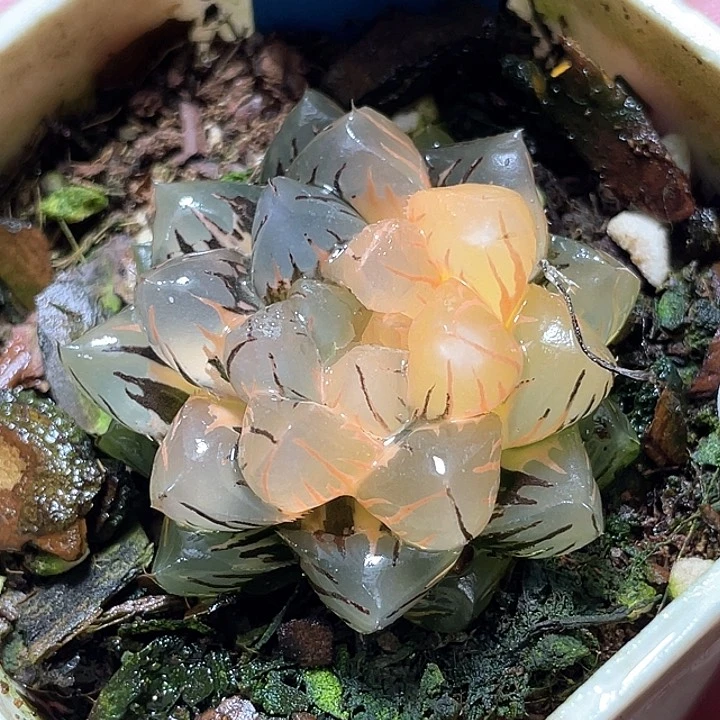 545水中月錦特務by福利