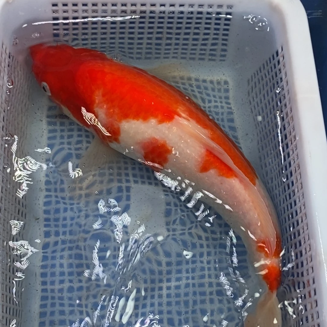 锦鲤冷水锦鲤包邮