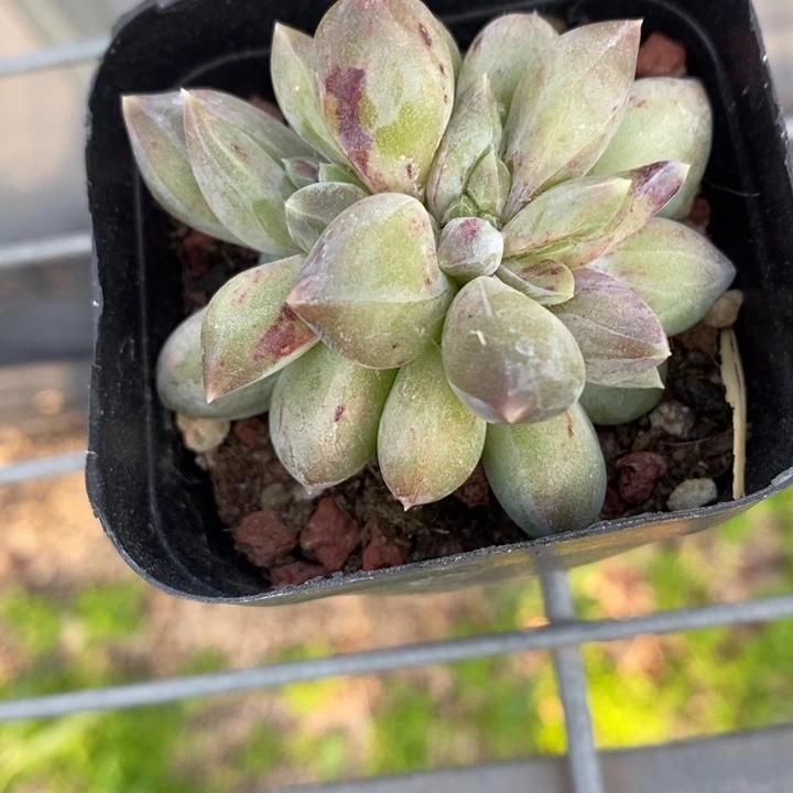 完全开放蜜**龙幻影石化锦