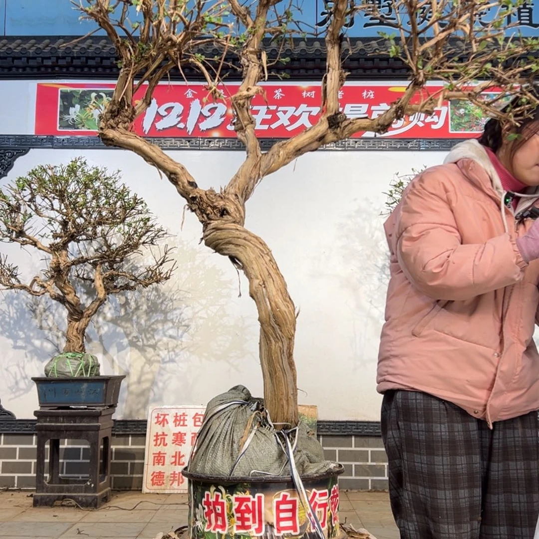 无花朵金银花858880
