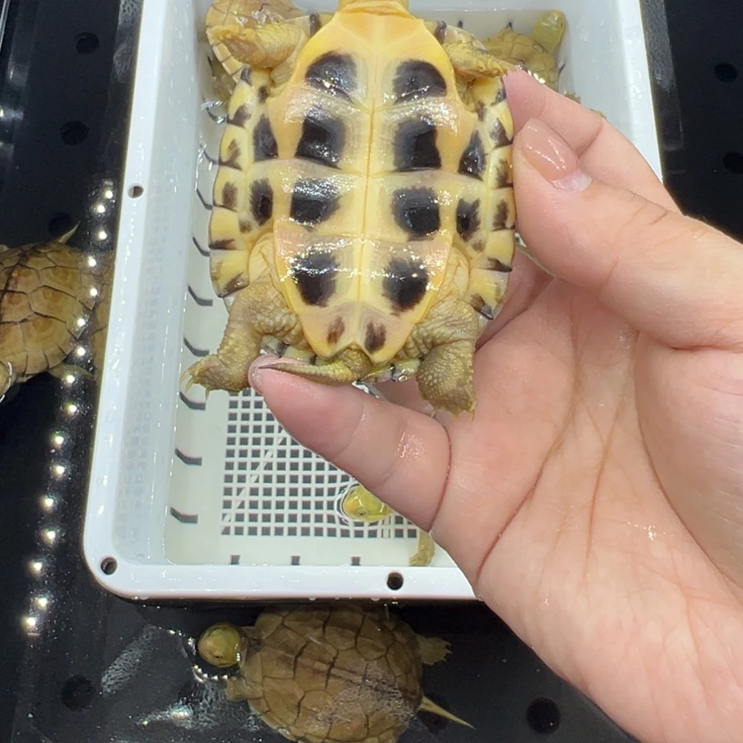 晚***姐绿毛龟母三黄小青龟