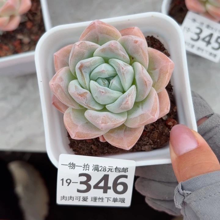 冰玉多肉多肉植物