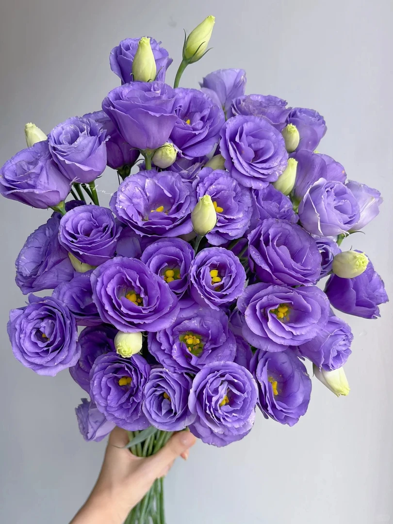 【花汀私享】紫色-洋桔梗（800g~）