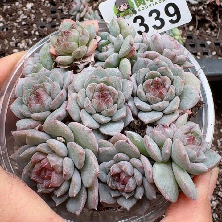 多肉植物多肉植物