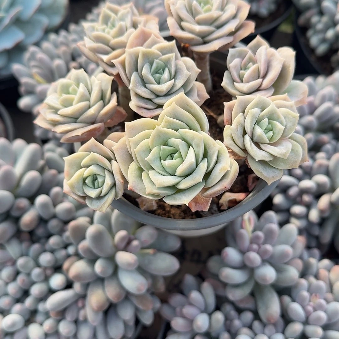 可爱玫瑰多肉植物精品