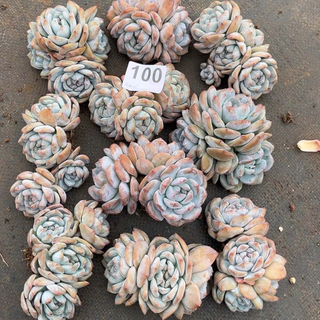 100号新疆西藏内蒙古不包邮