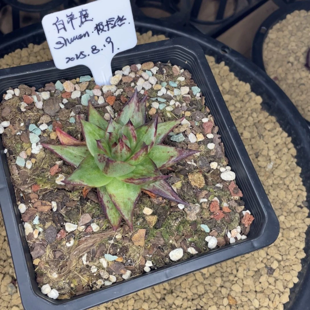 白***座多肉植物，山人园艺