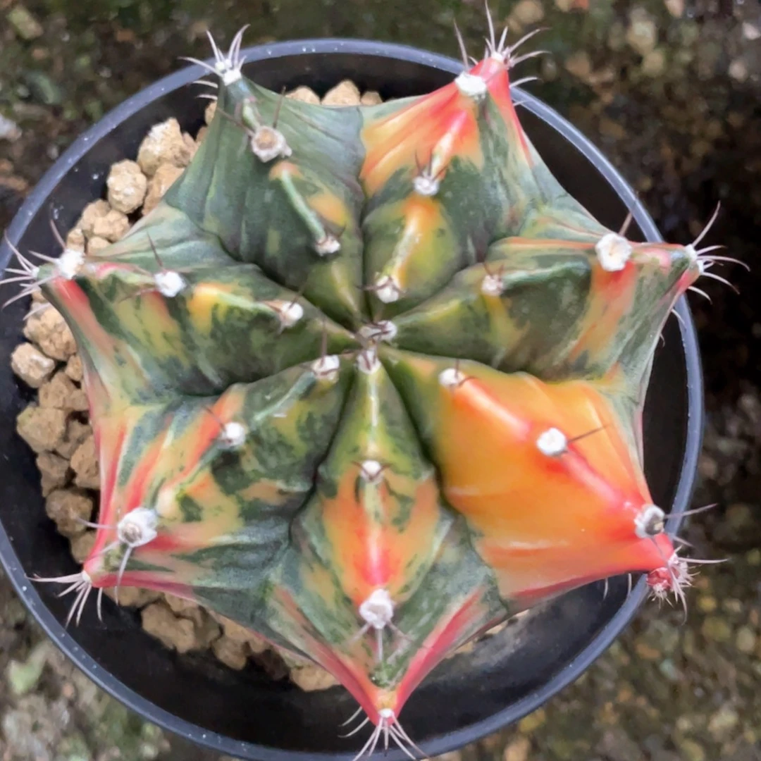 当前无花朵，栽培后可花朵米哈锦