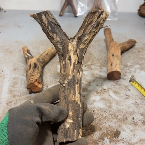 大果紫檀（缅甸花梨）忆**前