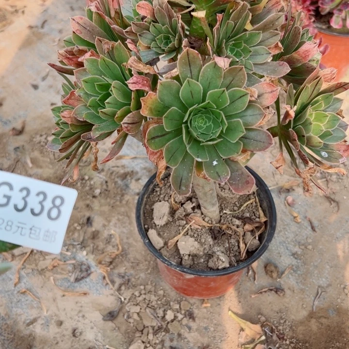 340绿法师多肉植物