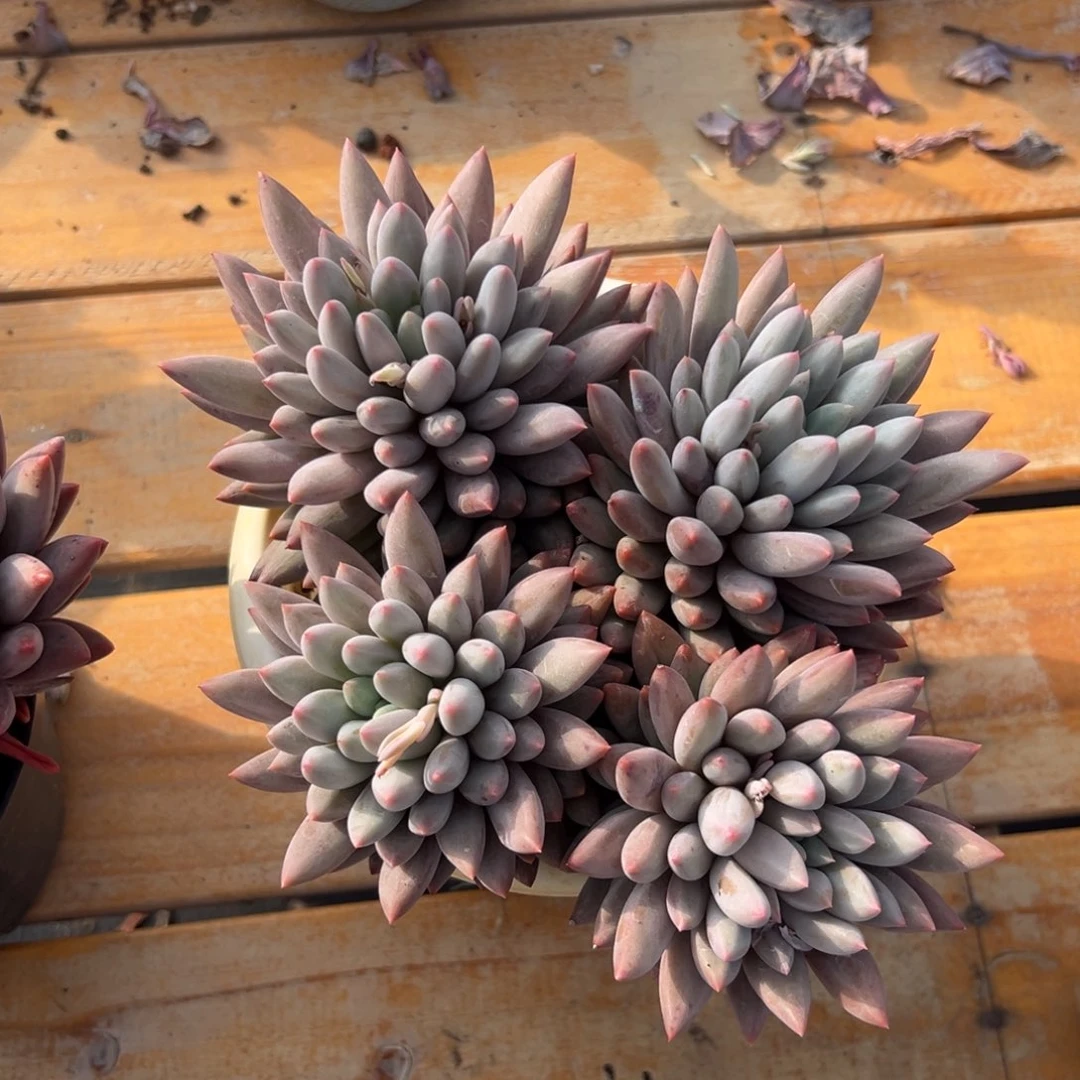 多肉红蜻蜓【非偏远地区满18包邮】