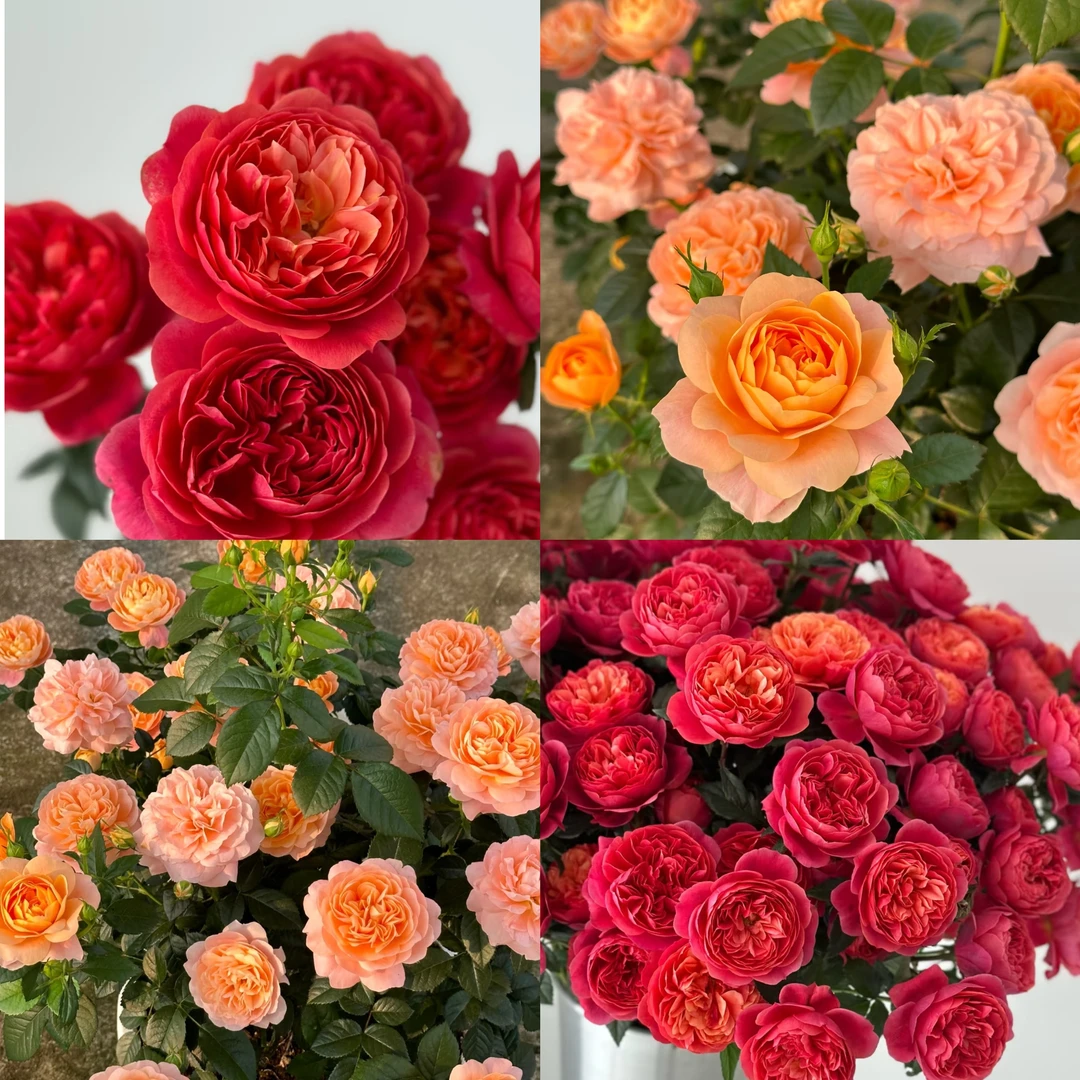 【果汁阳台月季+樱桃果汁】带花苞发货云南基地直发露天种植