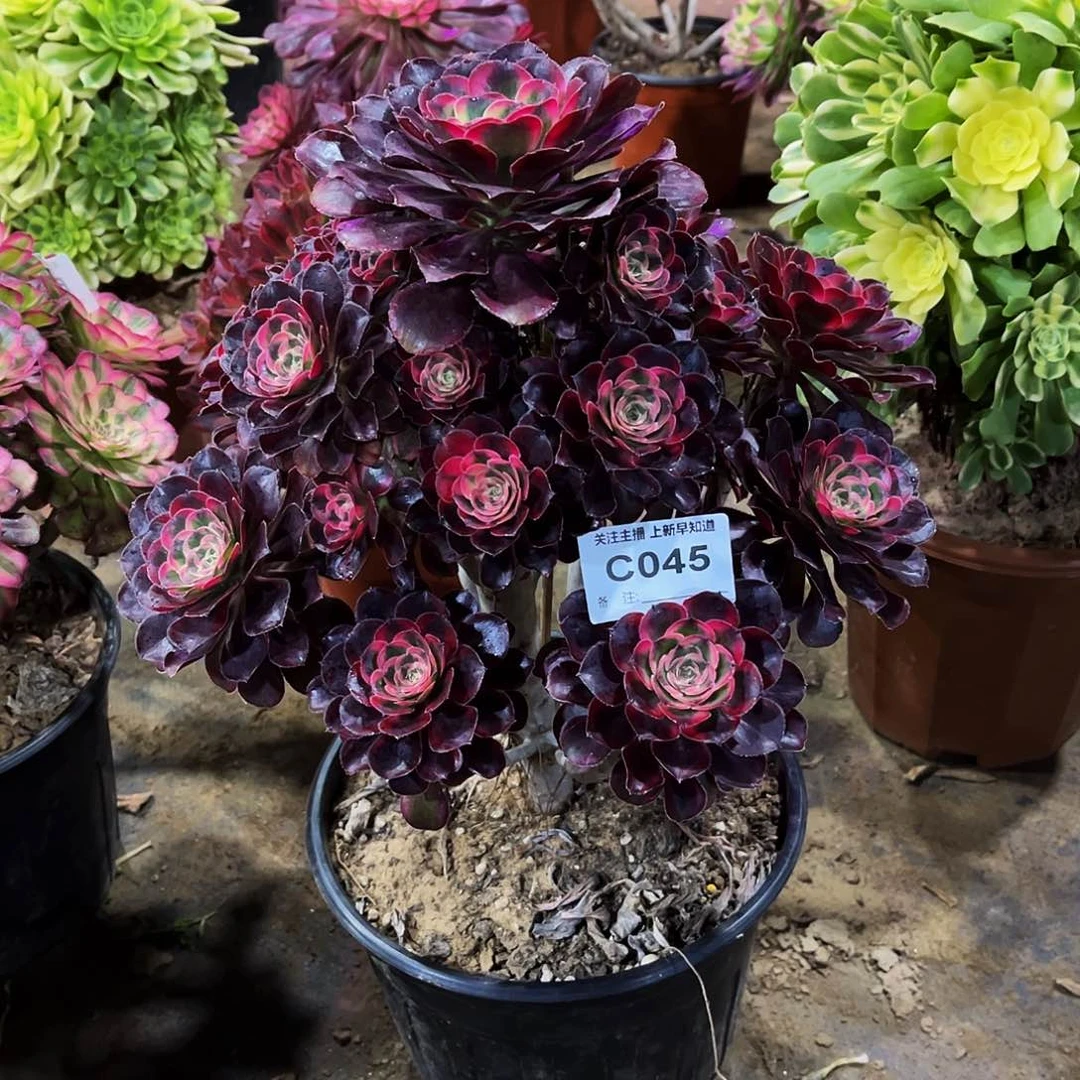 半**过多肉植物045丽娜