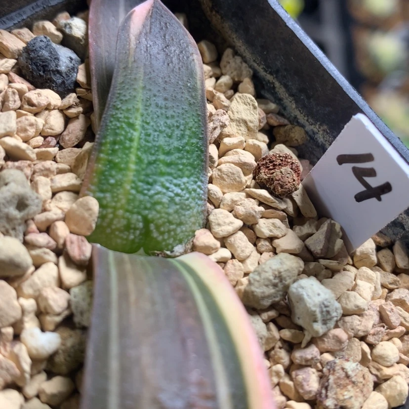 【闪购商品】挺**的14号蜗牛