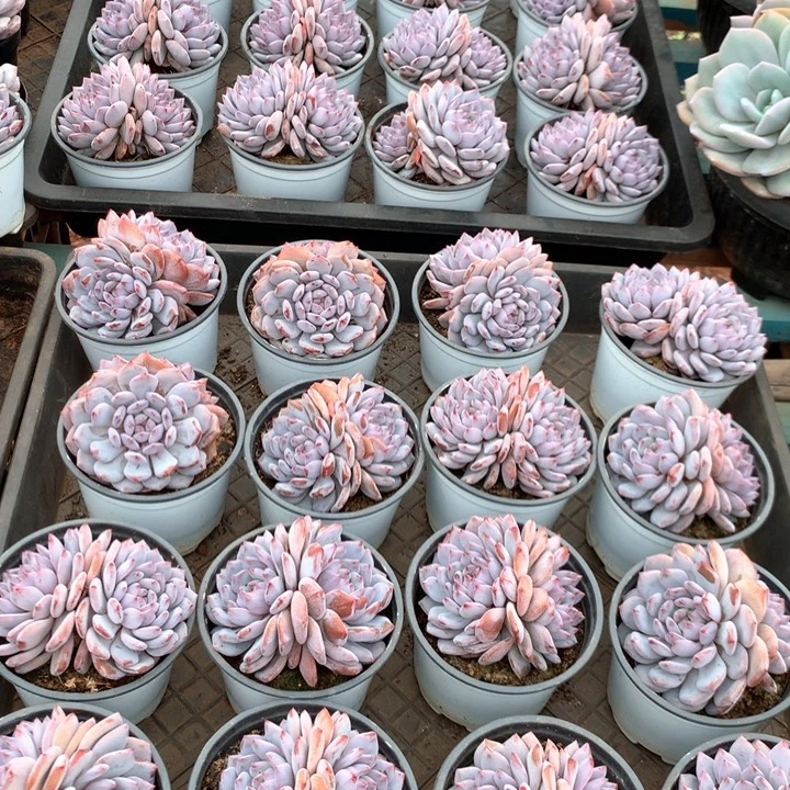 双头星星橙两颗两单包邮