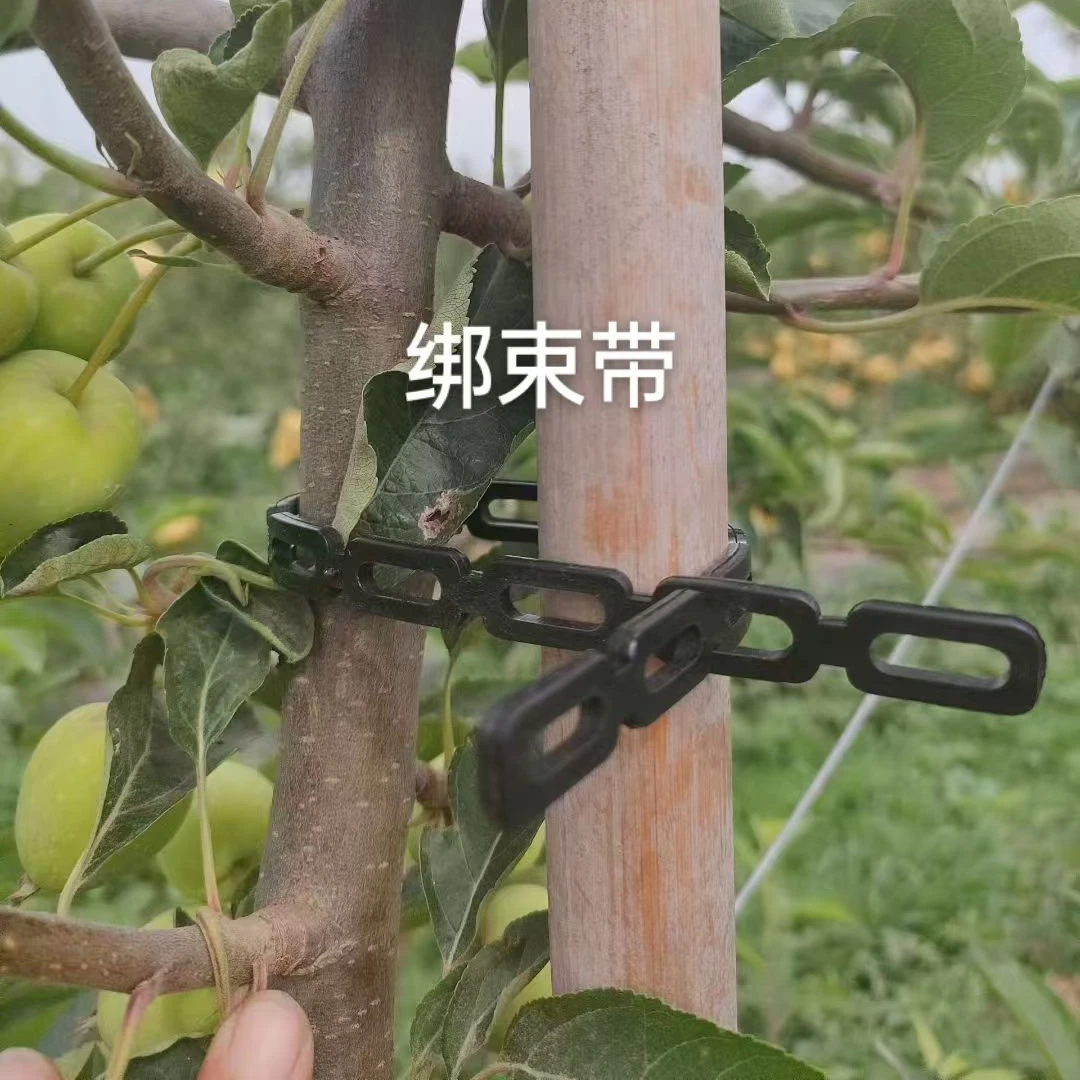 绑束带固定枝条和绑带纤绳烟台苹果树发货绿化用品定型支撑户外