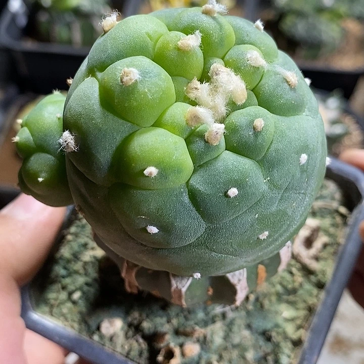 苗接海鲜锦带个锦侧芽。602号
