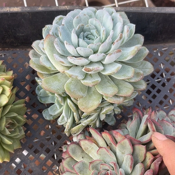 晨语多肉，一物一拍雪燕