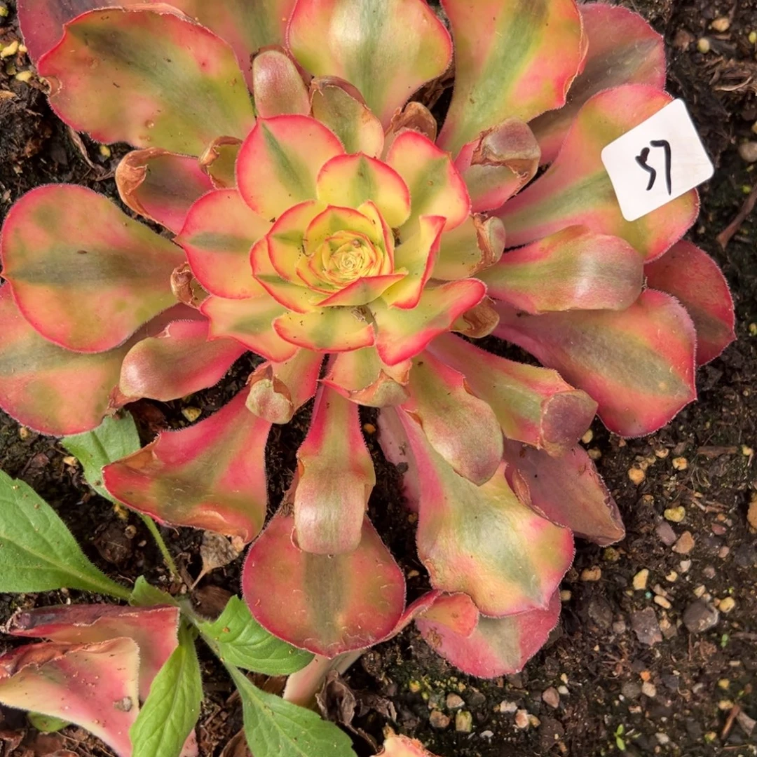 57爱丽丝多肉系紫zi