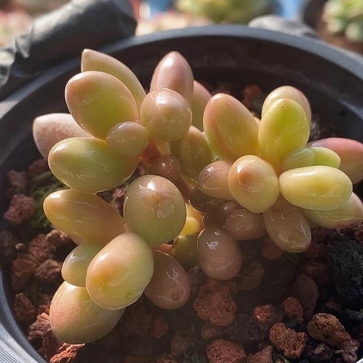 糖果美人锦群多肉植物