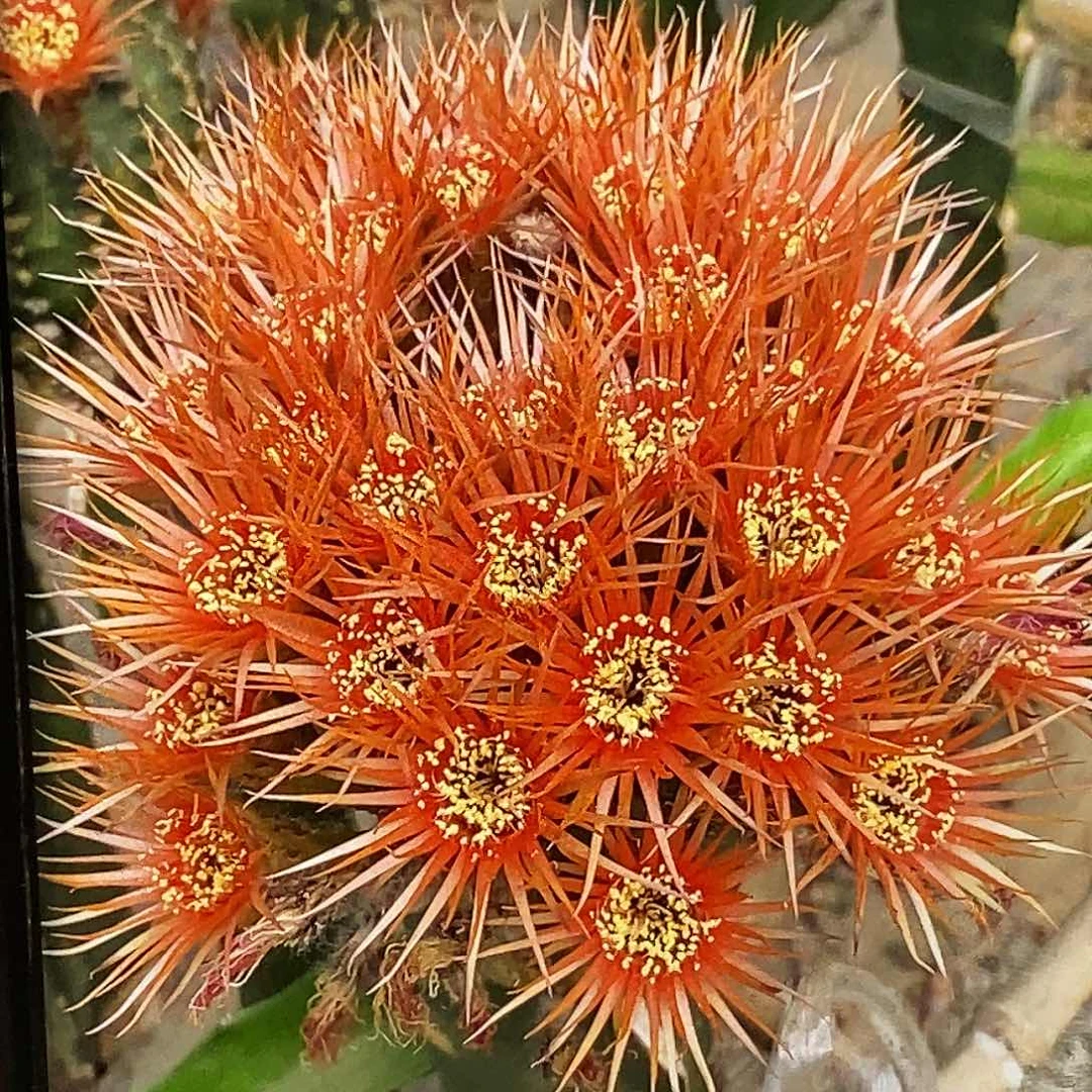 丽 昭和 侧芽歪20包邮/4公分