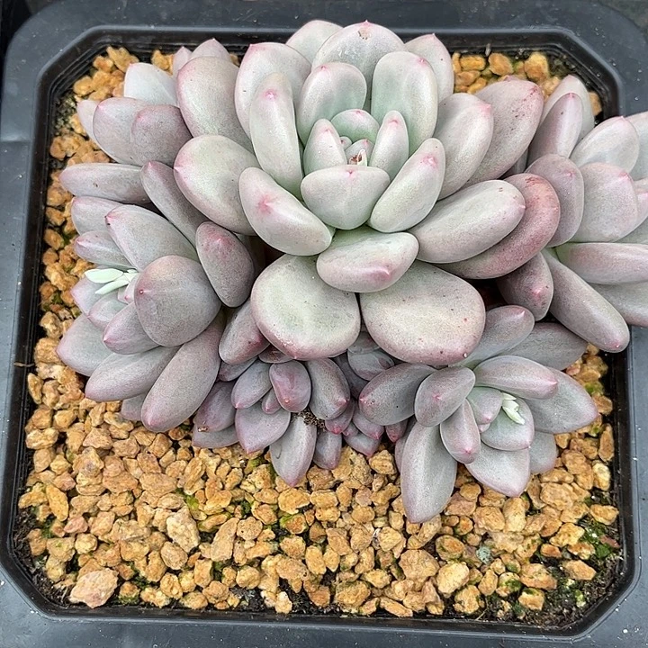 沧***流多肉植物一物一拍