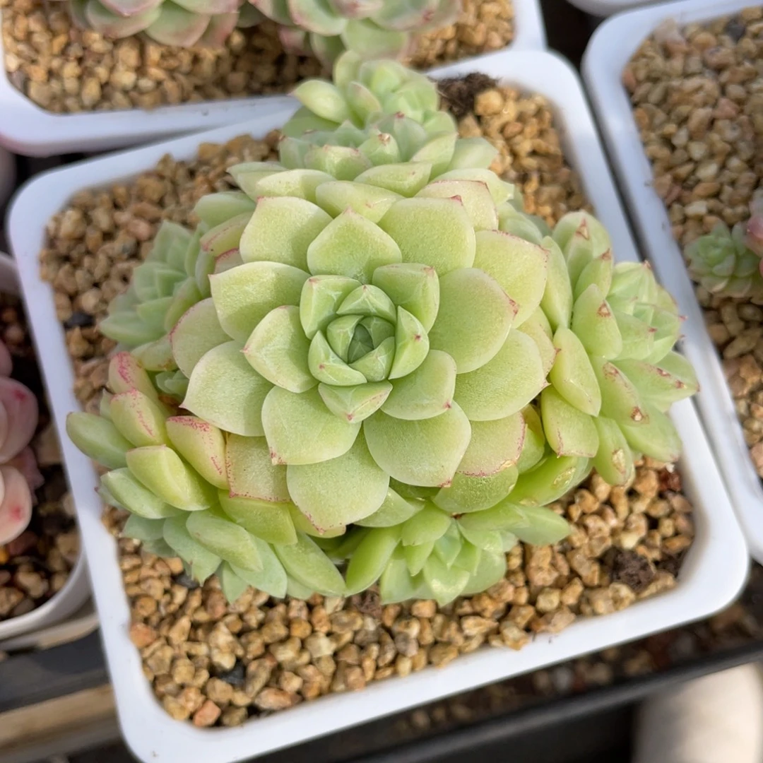 2633玫瑰花女王手捧花