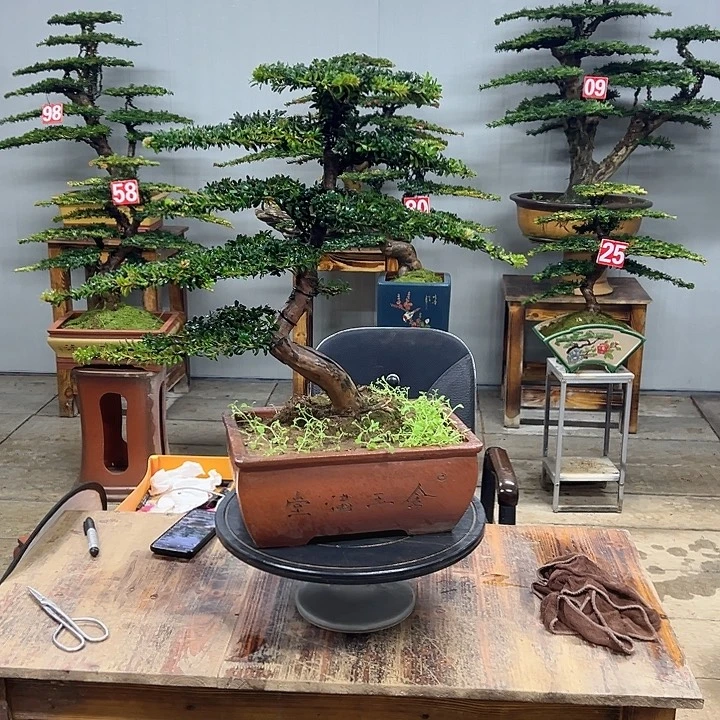 无花朵红芽这珍珠罗汉松