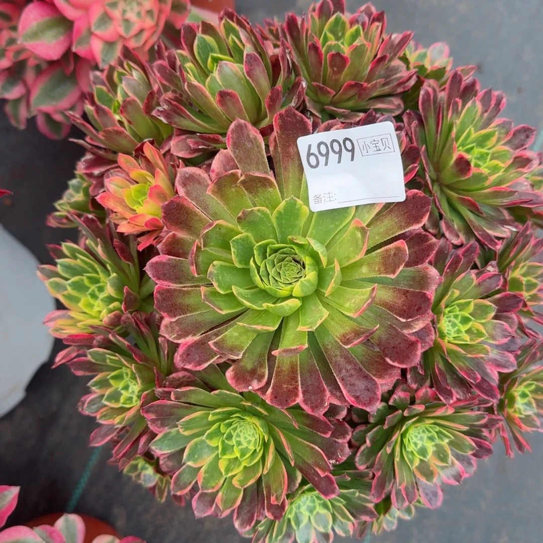 6999朝霞多肉多肉