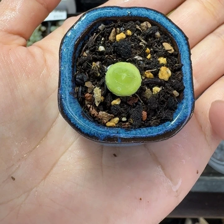 6379 生石花和肉锥