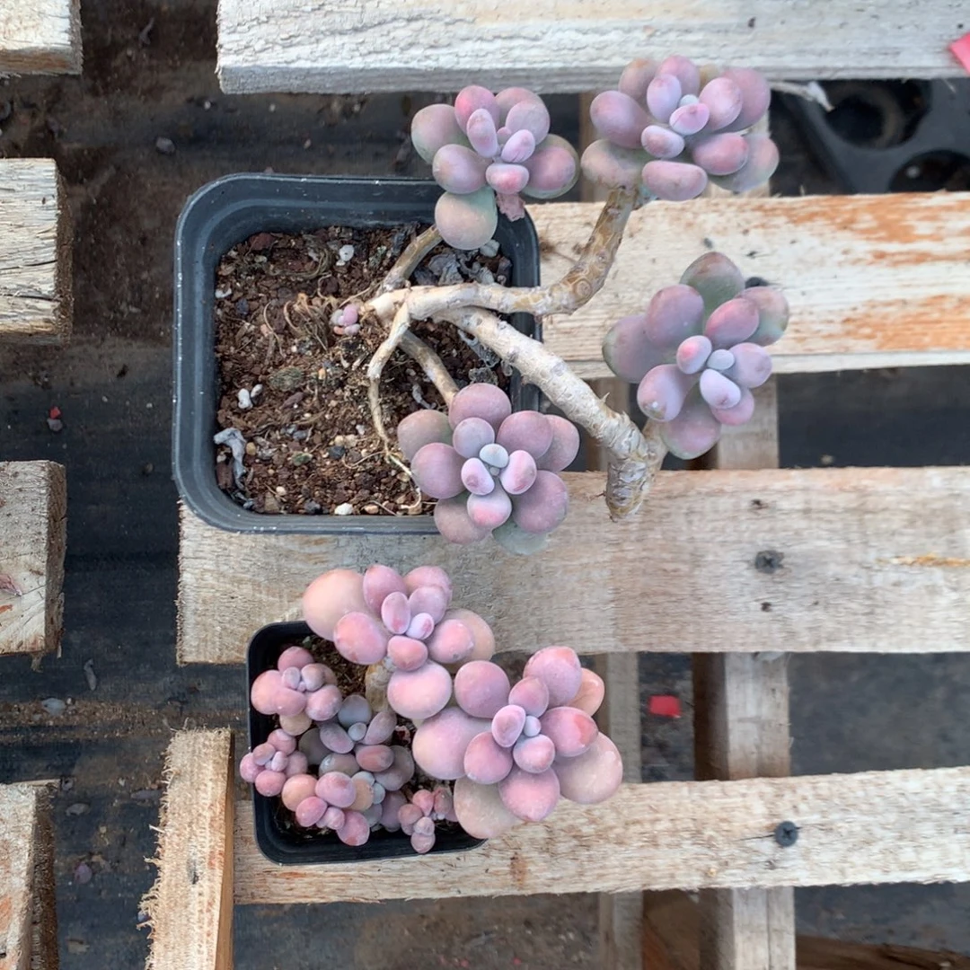 桃蛋老桩不带盆两颗21号