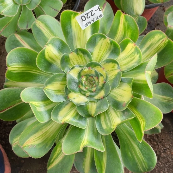 用****在220暴君多肉12345678