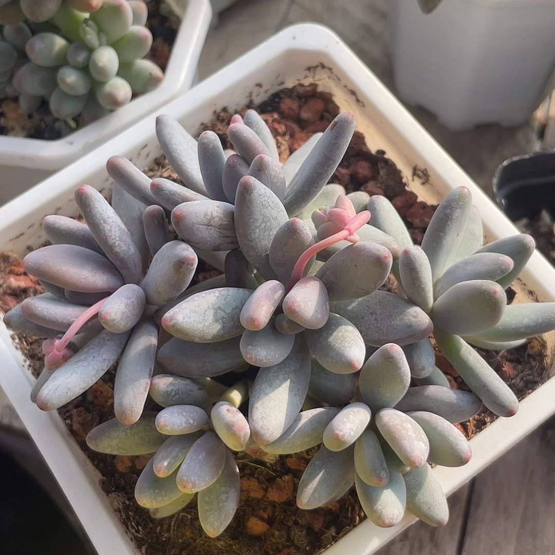 白兰地群生多肉植物