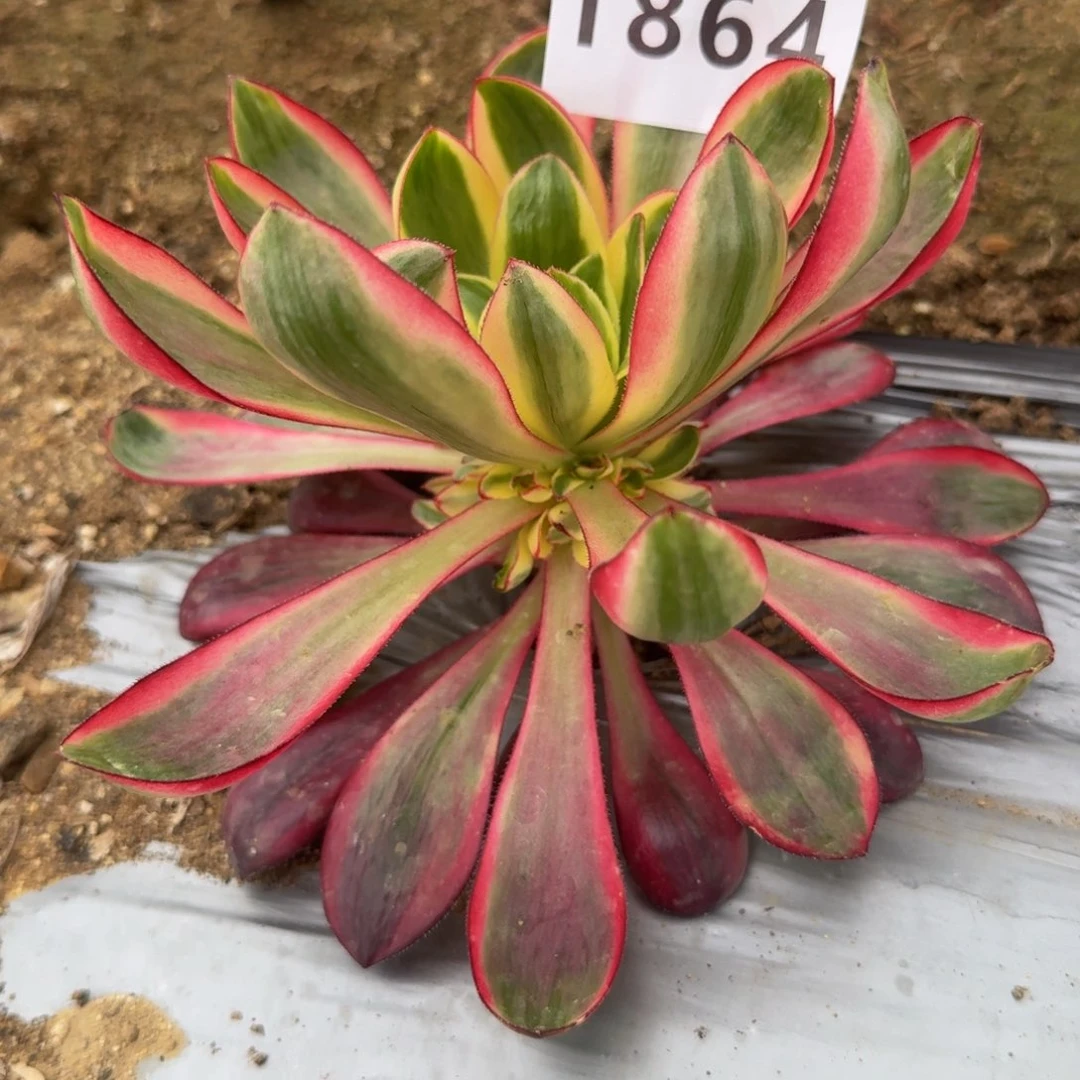 1864烈焰。多肉植物