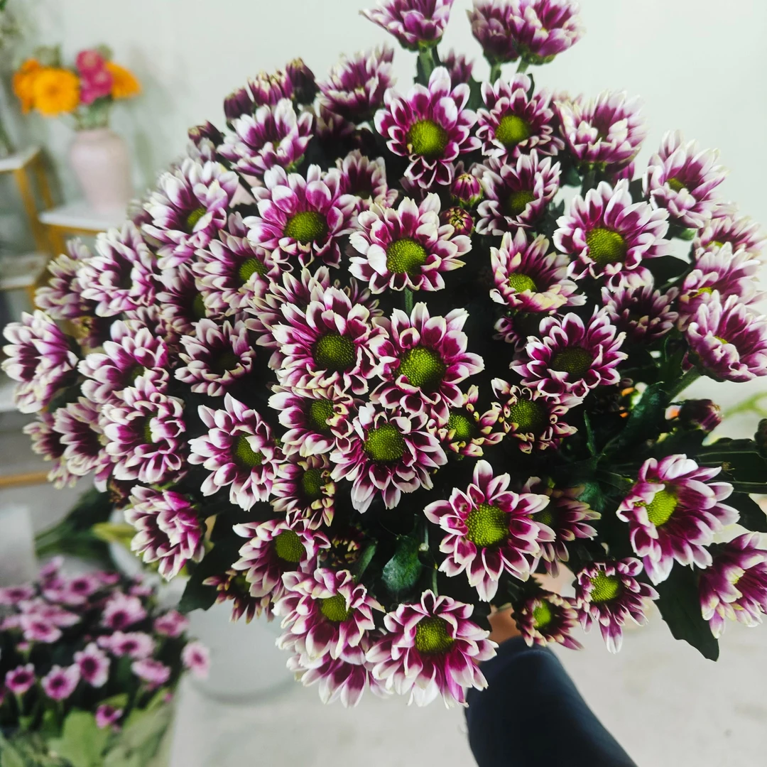 （陪伴） 小雏菊 东北发货产品雏菊彩色顺丰包邮产地直发新鲜