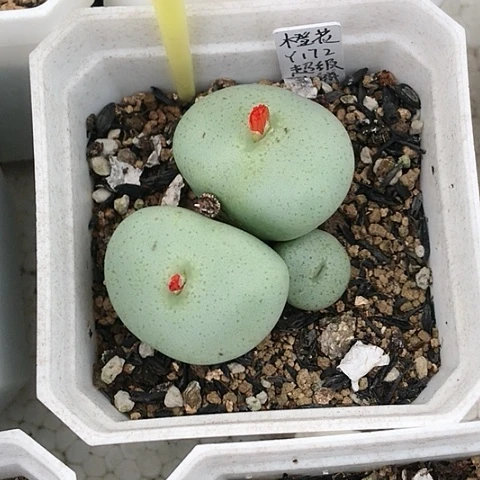 多肉肉锥 橙花超级大饼