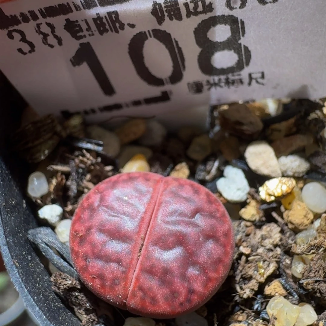 Sssss精品生石花108