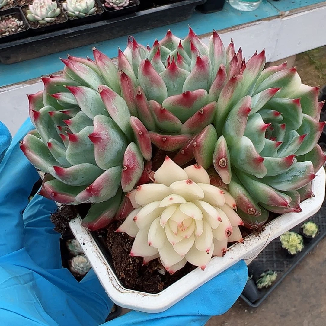 吉娃娃锦，阴阳锦