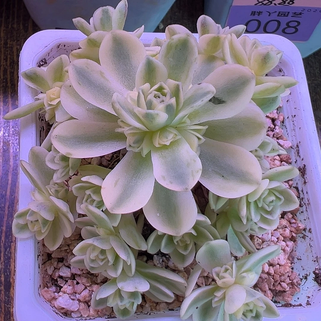 山地玫瑰锦开心094号